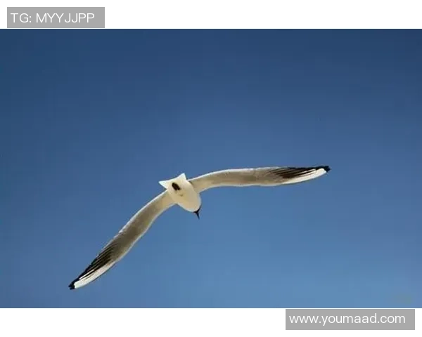 足球明星励志名言集结 追逐梦想成就辉煌人生